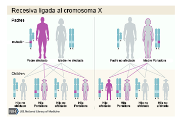 Herencia recesiva ligada al X