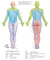 Dermatome Map.jpg