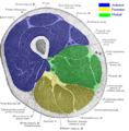 Compartments of the Thigh.png