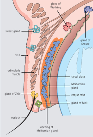 Eyelid glands.png