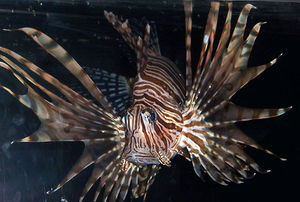 Lionfish.jpg