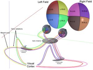 Visual field defects.jpg