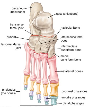 Foot Bones.jpg