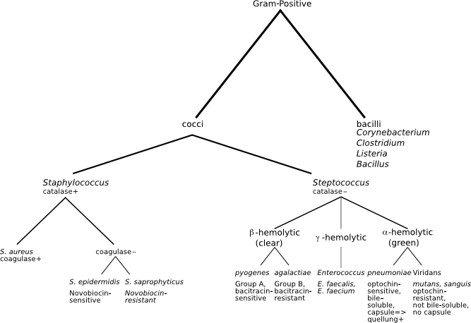 Gram-Positive Classification.png