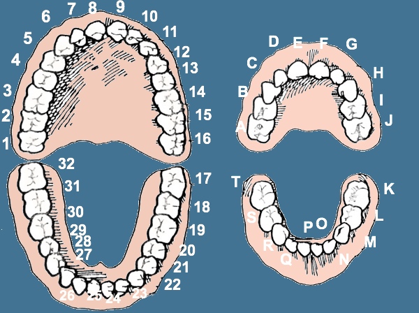 ToothNumbering.jpg