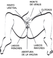 Órganos sexuales externos.png