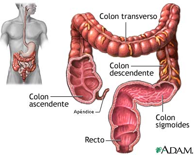 Intestino grueso