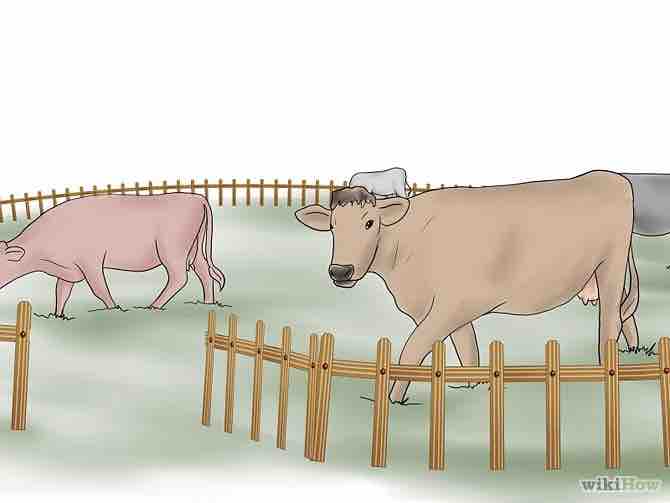 Imagen titulada Herd Cattle Step 4