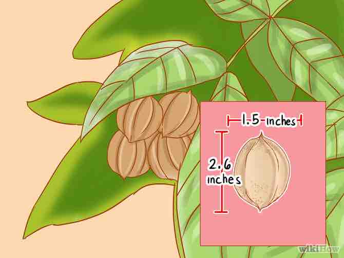 Imagen titulada Identify Hickory Nuts Step 12