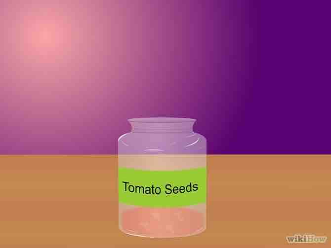 Imagen titulada Grow Tomatoes from Seeds Step 6