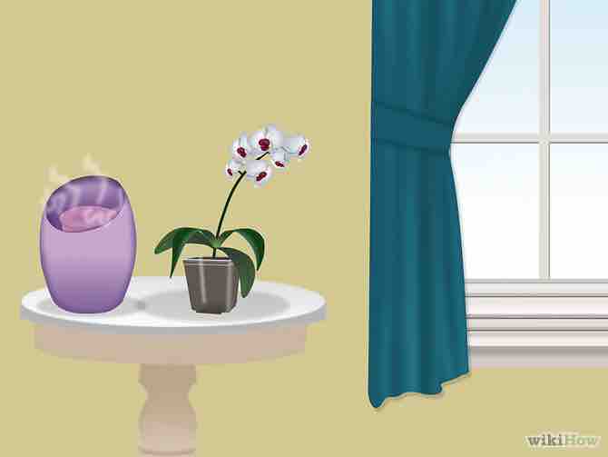 Imagen titulada Grow Orchids Step 13