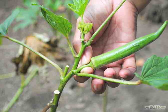 Imagen titulada Grow Okra Step 8