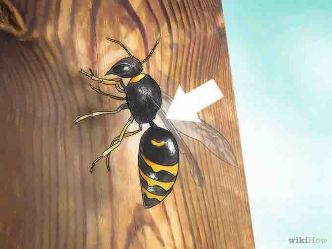 Imagen titulada Identify Wasps Step 6