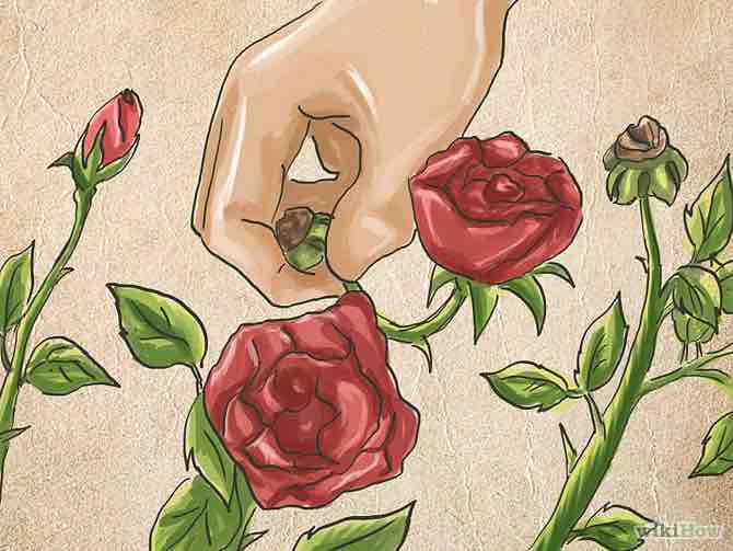 Imagen titulada Trim Roses Step 8