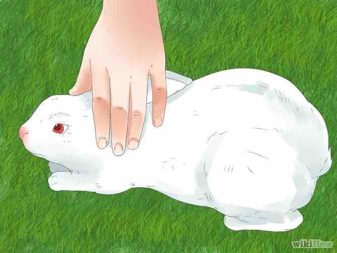 Imagen titulada Understand Your Rabbit Step 7