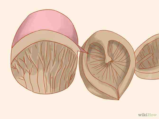 Imagen titulada Identify Hickory Nuts Step 5