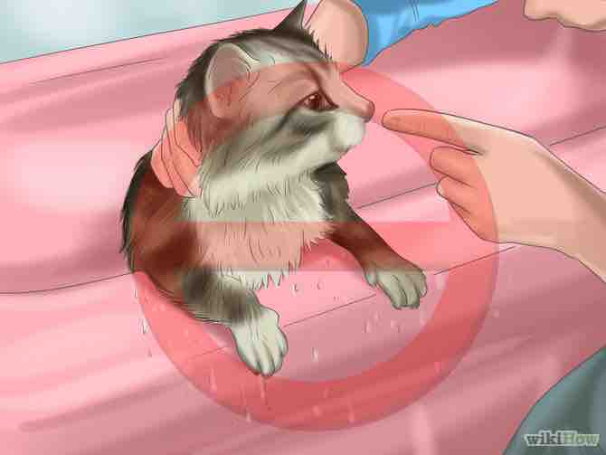 Imagen titulada Bathe a Cat Step 10