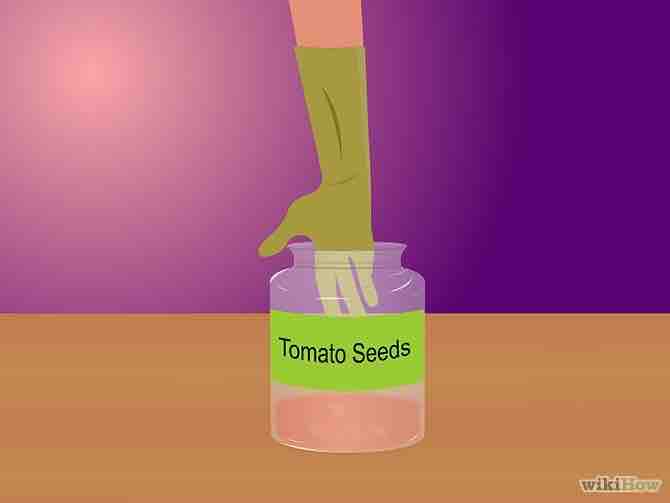 Imagen titulada Grow Tomatoes from Seeds Step 9