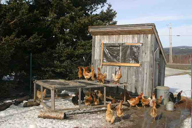 Imagen titulada Chicken coop 3