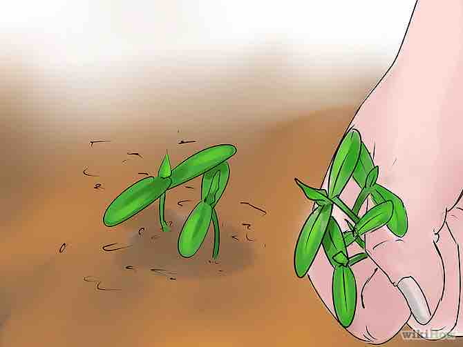 Imagen titulada Grow Cucumbers Indoors Step 9