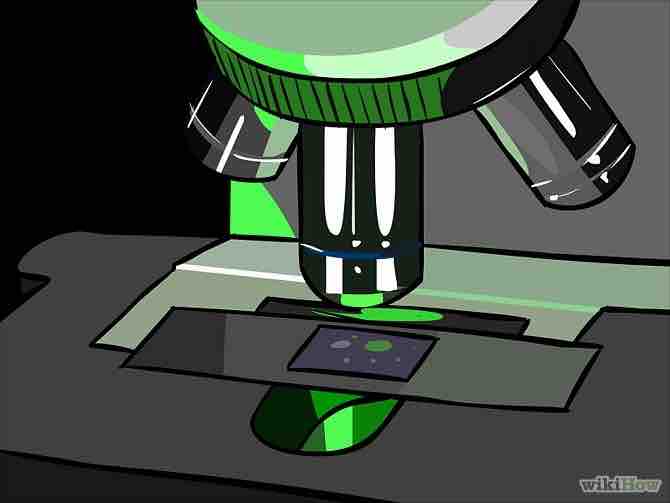 Imagen titulada Use a Microscope Step 11