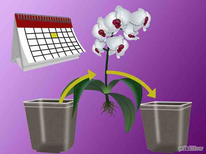 Imagen titulada Grow Orchids Step 7