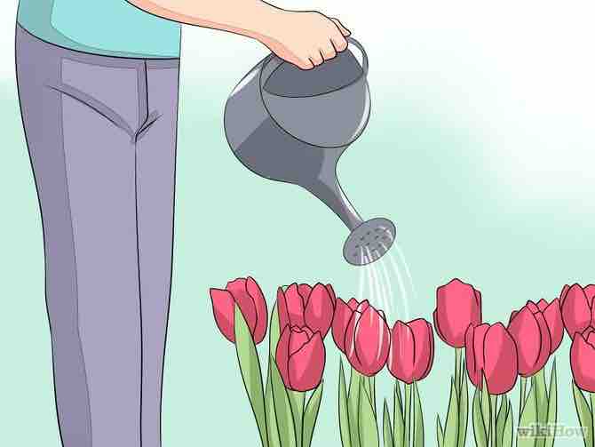 Imagen titulada Care for Tulips Step 8