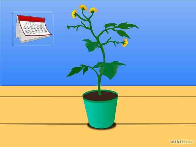 Imagen titulada Grow Tomatoes from Seeds Step 20