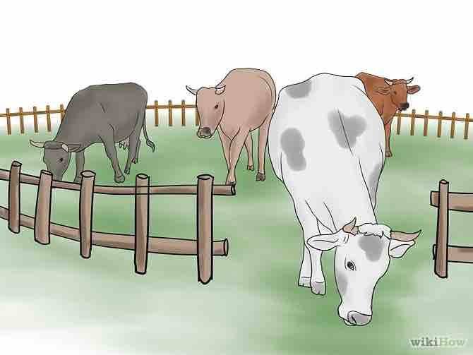 Imagen titulada Herd Cattle Step 9