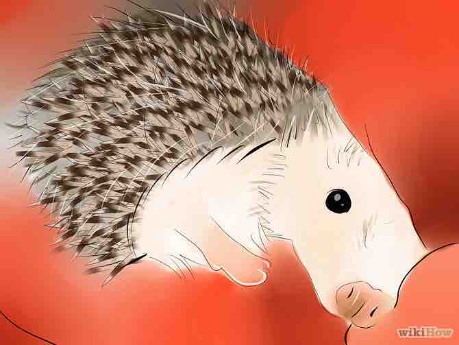 Imagen titulada Buy a Hedgehog Step 4