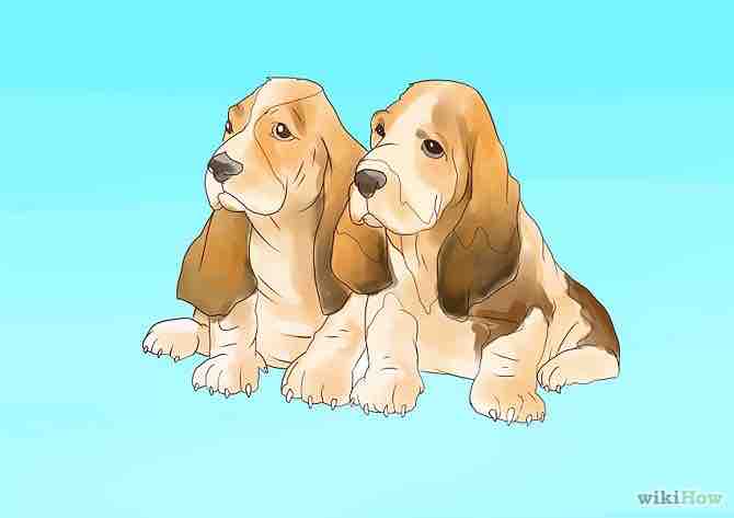 Imagen titulada Raise a Basset Hound Step 10