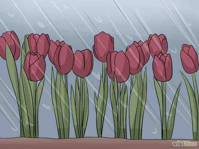 Imagen titulada Care for Tulips Step 9