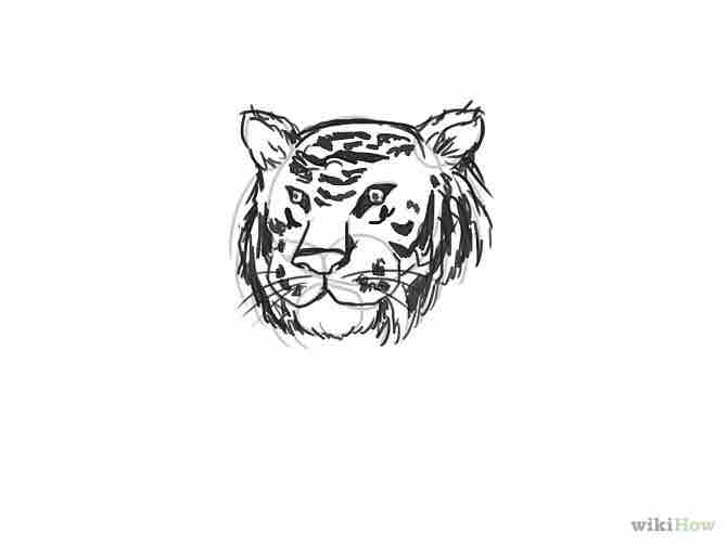 Imagen titulada Draw a Tiger Step 8