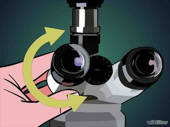 Imagen titulada Use a Microscope Step 16