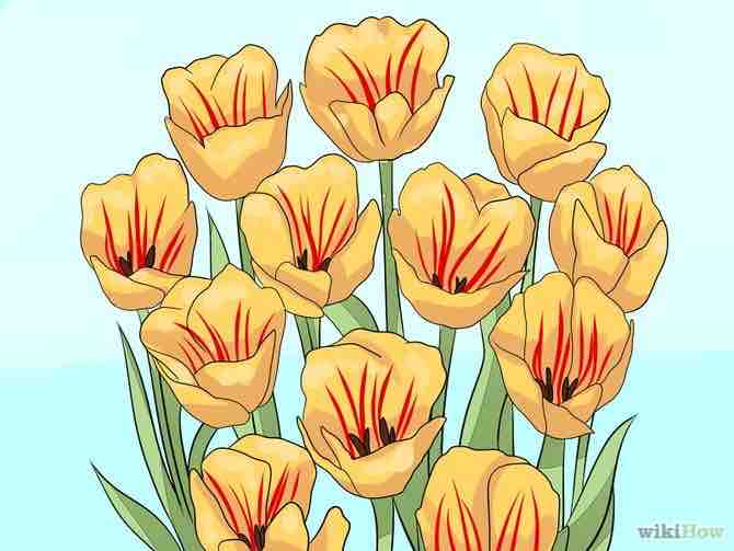 Imagen titulada Care for Tulips Step 14