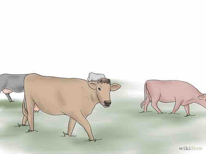 Imagen titulada Herd Cattle Step 1