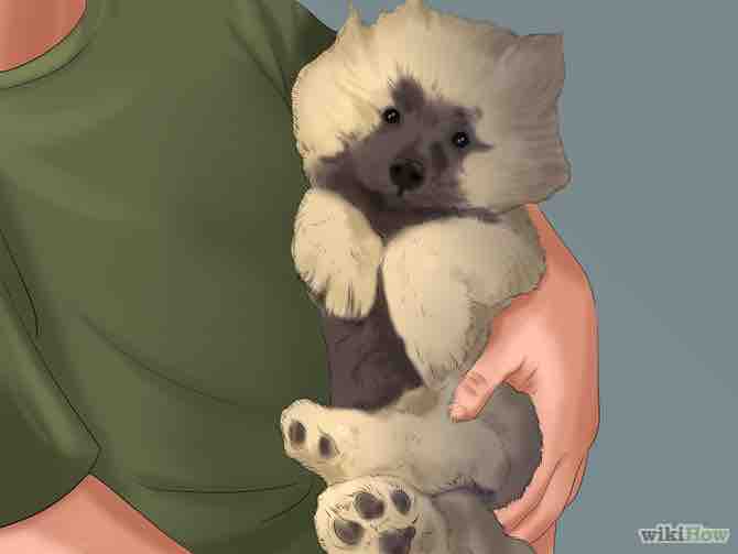 Imagen titulada Take Care of Puppies Step 13