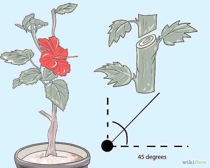 Imagen titulada Prune Hibiscus Step 4