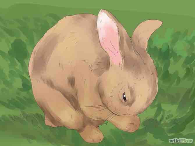 Imagen titulada Understand Your Rabbit Step 6