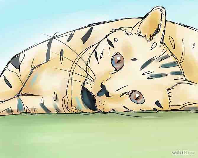 Imagen titulada Take Care of a Bengal Cat Step 7