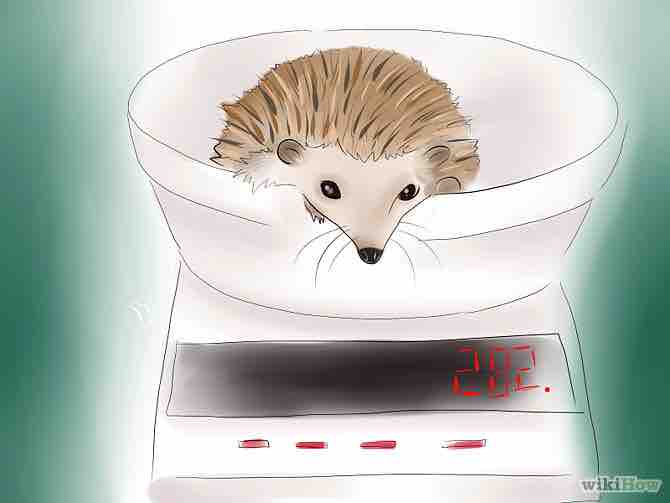 Imagen titulada Buy a Hedgehog Step 6Bullet8