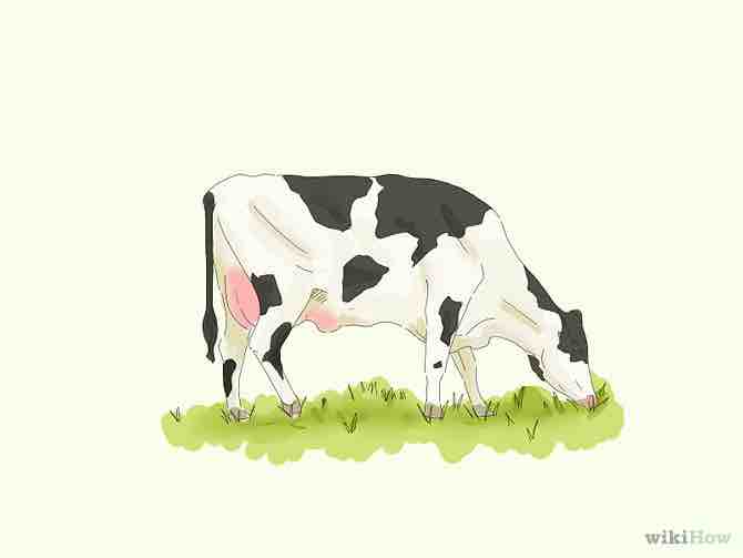 dibujar una vaca