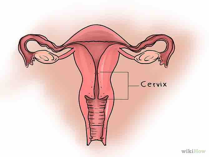 Imagen titulada Feel Your Cervix Step 1