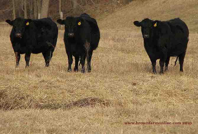 Imagen titulada Angus Heifer Trio 2010 1