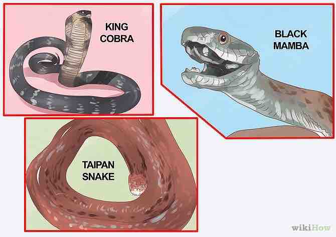 distinguir una serpiente venenosa de una no venenosa