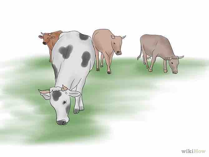 Imagen titulada Herd Cattle Step 3