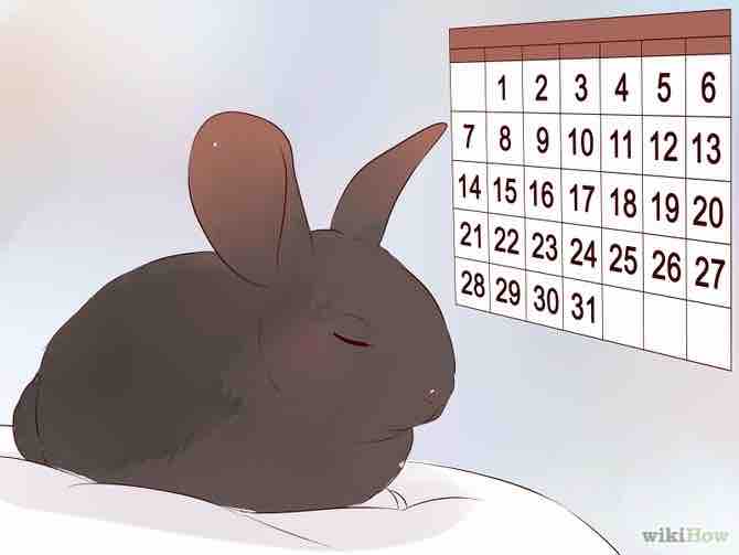 Imagen titulada Transport a Rabbit Step 12