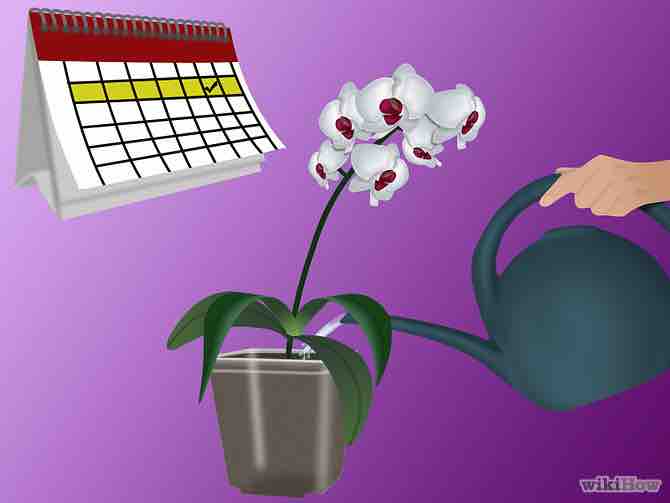 Imagen titulada Grow Orchids Step 10