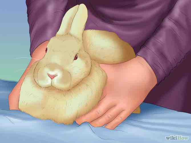 Imagen titulada Pick up a Rabbit Step 5