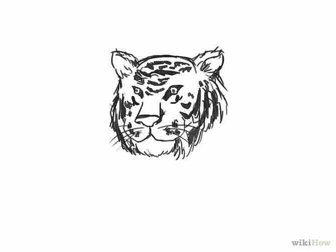 Imagen titulada Draw a Tiger Step 9